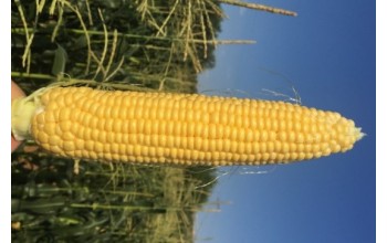 ΚΑΛΑΜΠΟΚΙ HARDI F1 5.000 ΣΠΟΡΟΙ