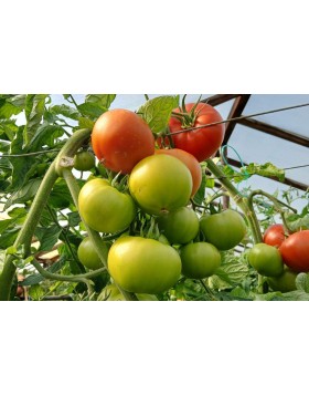 ΤΟΜΑΤΑ GALVERO F1 1.000 ΣΠΟΡΟΙ