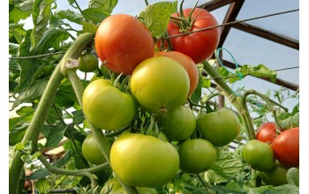 ΤΟΜΑΤΑ GALVERO F1 1.000 ΣΠΟΡΟΙ
