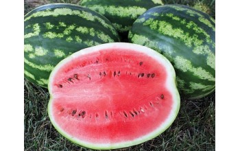 ΚΑΡΠΟΥΖΙ SUNNY FLORIDA F1 1.000 ΣΠΟΡΟΙ