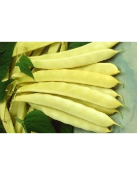 ΦΑΣΟΛΙ ΚΙΤΡΙΝΟ ΝΑΝΟ ΜΠΑΡΜΠΟΥΝΙ CAPITANO 1 KG