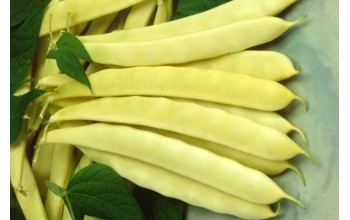 ΦΑΣΟΛΙ ΚΙΤΡΙΝΟ ΝΑΝΟ ΜΠΑΡΜΠΟΥΝΙ CAPITANO 1 KG