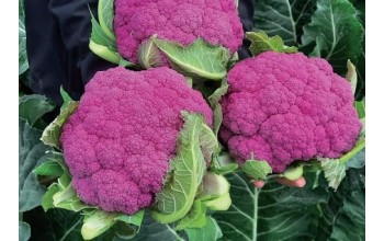 ΚΟΥΝΟΥΠΙΔΙ HIPSTER F1 2.500 ΣΠΟΡΟΙ