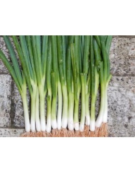 ΚΡΕΜΜΥΔΙ ΧΛΩΡΟ STARGAZER 50.000 ΣΠΟΡΟΙ