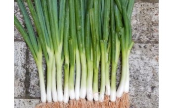 ΚΡΕΜΜΥΔΙ ΧΛΩΡΟ STARGAZER 50.000 ΣΠΟΡΟΙ