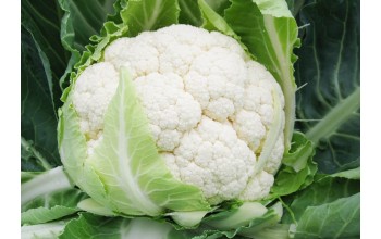 ΚΟΥΝΟΥΠΙΔΙ CARPIO F1 2.500 ΣΠΟΡΟΙ