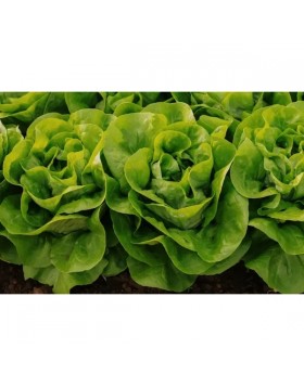 ΜΑΡΟΥΛΙ ORNELLA RZ 5.000 PILLS