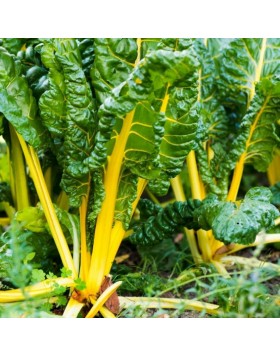 ΣΕΣΚΟΥΛΟ SWISS CHARD YELLOW 500 G
