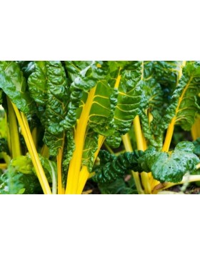 ΣΕΣΚΟΥΛΟ-SWISS CHARD YELLOW 500 G