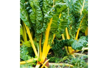 ΣΕΣΚΟΥΛΟ SWISS CHARD YELLOW 500 G