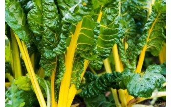 ΣΕΣΚΟΥΛΟ-SWISS CHARD YELLOW 500 G