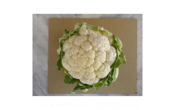 ΚΟΥΝΟΥΠΙΔΙ TALVENA F1 2.500 ΣΠΟΡΟΙ