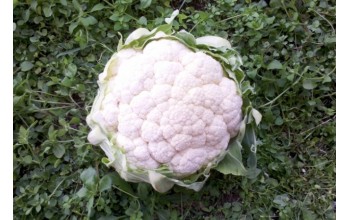 ΚΟΥΝΟΥΠΙΔΙ TALVENA F1 2.500 ΣΠΟΡΟΙ