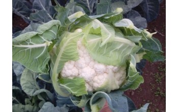 ΚΟΥΝΟΥΠΙΔΙ FORTALEZA F1 2.500 ΣΠΟΡΟΙ