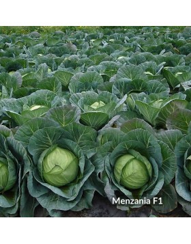 ΛΑΧΑΝΟ MENZANIA F1