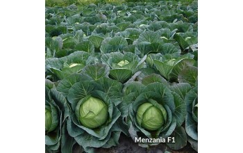 ΛΑΧΑΝΟ MENZANIA F1