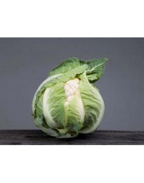 ΚΟΥΝΟΥΠΙΔΙ ARDENT F1