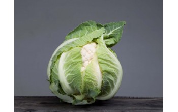 ΚΟΥΝΟΥΠΙΔΙ ARDENT F1