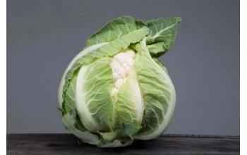 ΚΟΥΝΟΥΠΙΔΙ ARDENT F1 2.500 ΣΠΟΡΟΙ