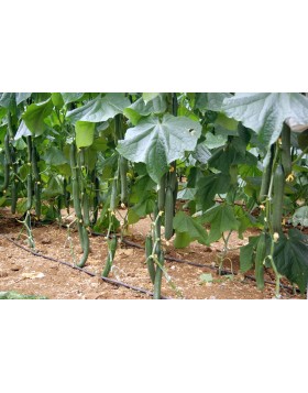 ΑΓΓΟΥΡΙ ΜΑΚΡΥ KYDON F1