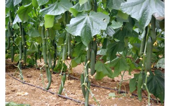 ΑΓΓΟΥΡΙ ΜΑΚΡΥ KYDON F1