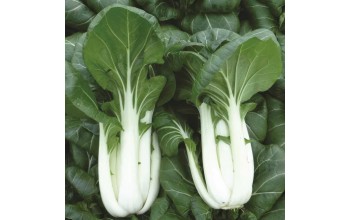 PAK CHOI WHITE (ΜΠΟΚ ΤΣΟΙ)
