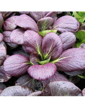 PAK CHOI RED (ΜΠΟΚ ΤΣΟΙ) 