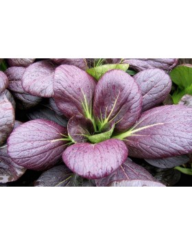 PAK CHOI-ΜΠΟΚ ΤΣΟΙ RED 500 G