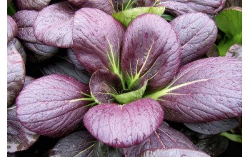 PAK CHOI-ΜΠΟΚ ΤΣΟΙ RED 500 G