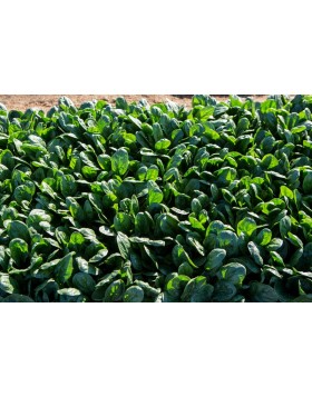 ΣΠΑΝΑΚΙ BINTURONG RZ F1