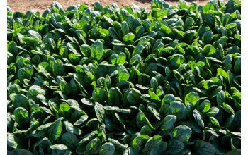 ΣΠΑΝΑΚΙ BINTURONG RZ F1