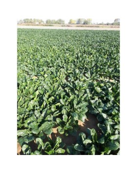 ΣΠΑΝΑΚΙ MSX 30159 F1