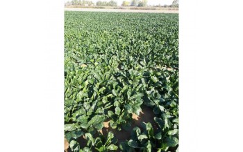 ΣΠΑΝΑΚΙ MSX 30159 F1