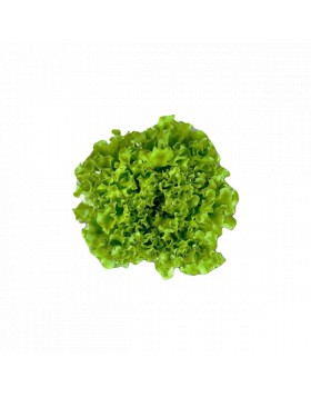 ΜΑΡΟΥΛΙ FRISOLE F1