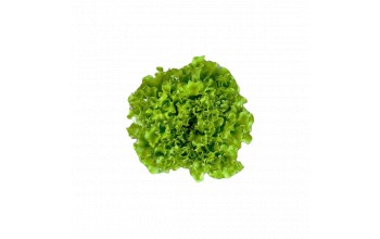 ΜΑΡΟΥΛΙ FRISOLE F1