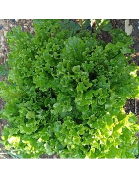 ΜΑΡΟΥΛΙ MARINA - BATAVIA BLANCA F1