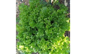 ΜΑΡΟΥΛΙ MARINA - BATAVIA BLANCA F1