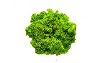 ΜΑΡΟΥΛΙ HELEN - LOLLO BIONDA F1