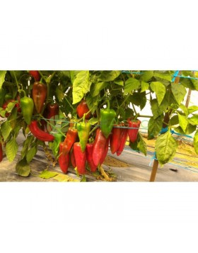 ΠΙΠΕΡΙΑ LAGOON F1