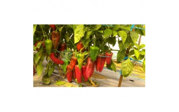 ΠΙΠΕΡΙΑ LAGOON F1