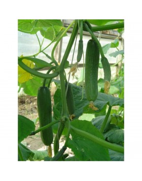 ΑΓΓΟΥΡΙ ΜΙΝΙ HALLEY F1