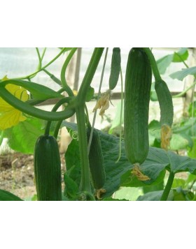 ΑΓΓΟΥΡΙ ΜΙΝΙ HALLEY F1 500 ΣΠΟΡΟΙ