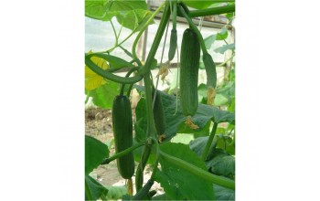 ΑΓΓΟΥΡΙ ΜΙΝΙ HALLEY F1