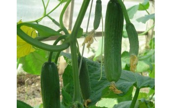 ΑΓΓΟΥΡΙ ΜΙΝΙ HALLEY F1 500 ΣΠΟΡΟΙ