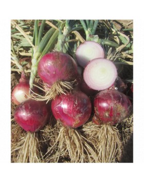 ΚΟΚΚΙΝΟ ΚΡΕΜΜΥΔΙ RED MORADA