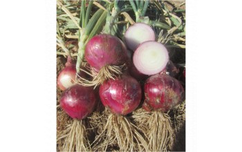 ΚΟΚΚΙΝΟ ΚΡΕΜΜΥΔΙ RED MORADA