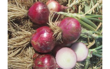 ΚΟΚΚΙΝΟ ΚΡΕΜΜΥΔΙ RED MORADA