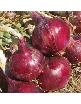 ΚΟΚΚΙΝΟ ΚΡΕΜΜΥΔΙ RED ROCK