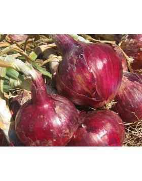 ΚΟΚΚΙΝΟ ΚΡΕΜΜΥΔΙ RED ROCK 250.000 ΣΠΟΡΟΙ