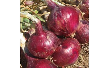 ΚΟΚΚΙΝΟ ΚΡΕΜΜΥΔΙ RED ROCK